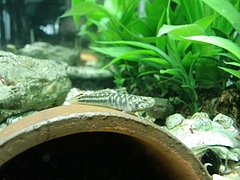 汽水アクアリウム ハゼの稚魚