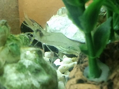 モエビ?ヌマエビ?テナガエビ?