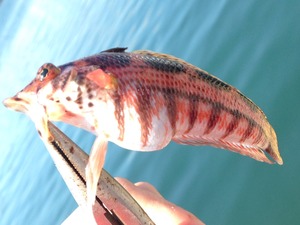 IMG_0136