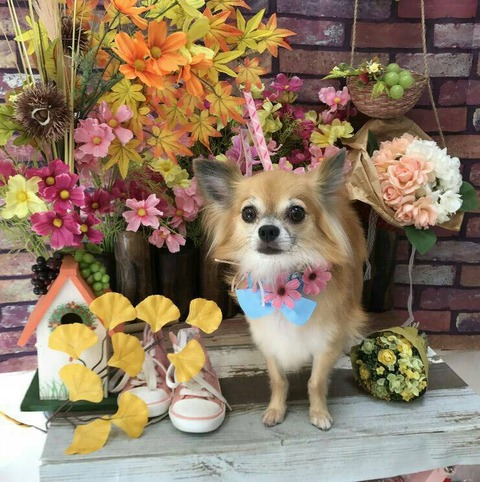 ココ