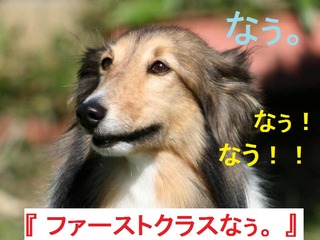 dog-new-york