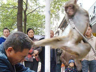monkey