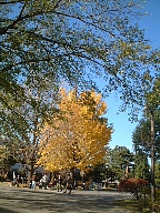 大学