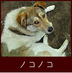犬と泊まれる宿