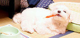 犬