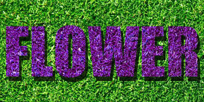 FLOWER2