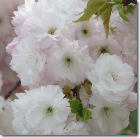 2014¥µ¥¯¥é14