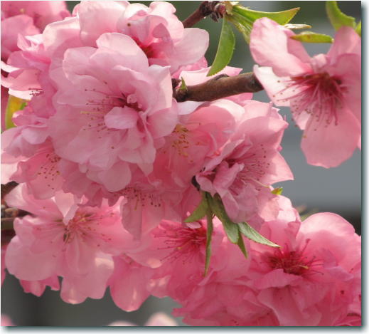 2014¥µ¥¯¥é12