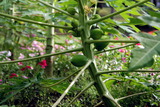 papaia