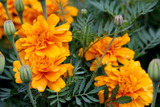 marigorudo