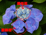 ¥¢¥¸¥µ¥¤ÀâÌÀ