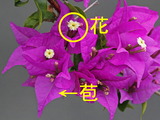 ¥Ö¡¼¥²¥ó¥Ó¥ì¥¢ÀâÌÀ