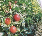 �ѥå����ե롼��