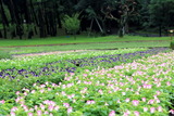 torenia