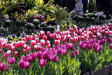 tulip 2