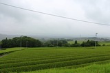 お茶1