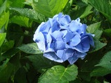 À¾ÍÎ¥¢¥¸¥µ¥¤¡Ê¥í¥¤¥ä¥ë¥Ö¥ë¡¼¡Ë
