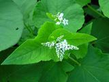 蕎麦の花