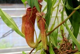 utubokazura