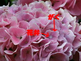 ¥¢¥¸¥µ¥¤ÀâÌÀ2