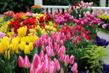 tulip