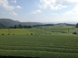 霧島茶畑