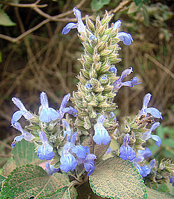 _AC_UL115_ (1)