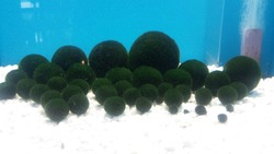 IMG-20170716-WA0000