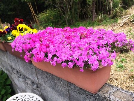 事務所のお花