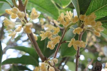 IMG_5889a