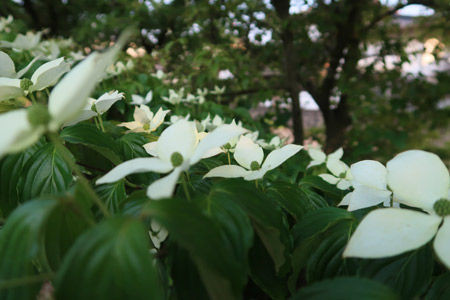 IMG_2890a
