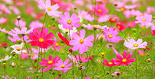 cosmos