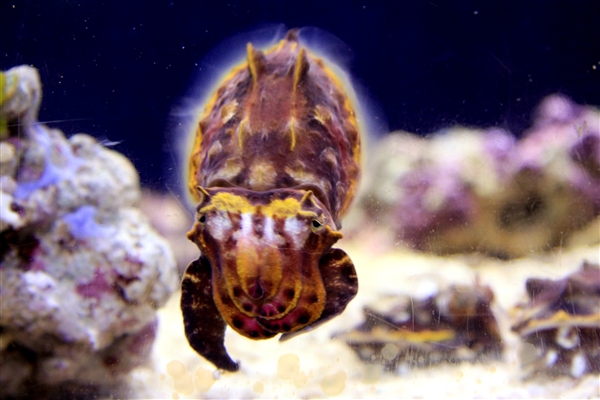 変な魚