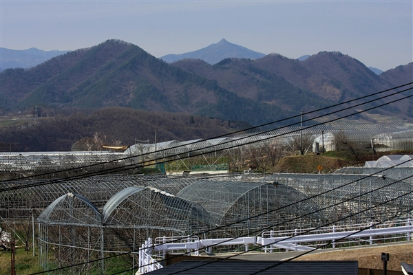 さくらんぼ園