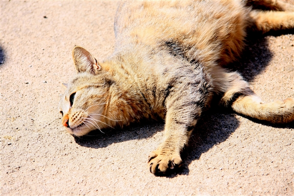 猫