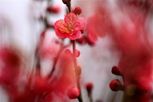 紅鶴
