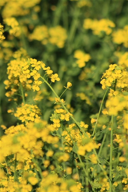 菜の花