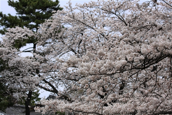 桜満開2
