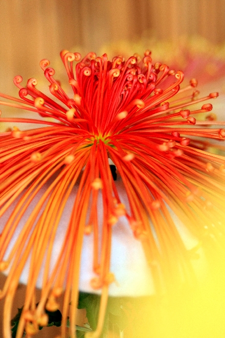 菊5