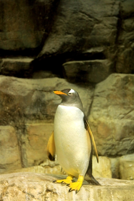 ペンギン
