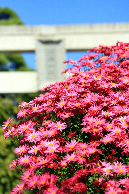 菊1