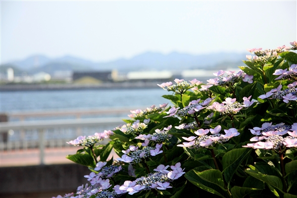 紫陽花
