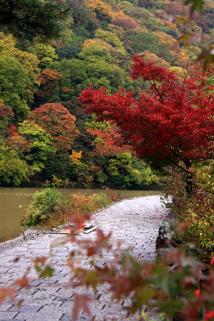 嵯峨野2