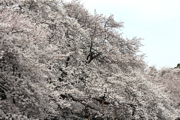 桜満開1