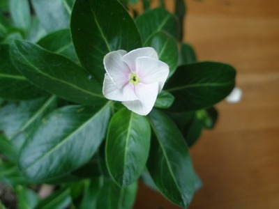P1300013