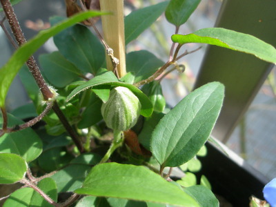 P4130008