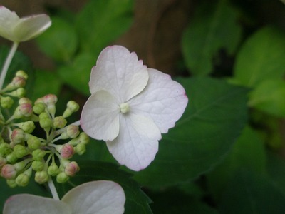 P527