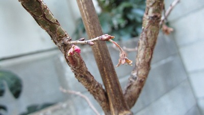 IMG_0450