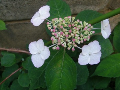 P527