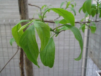 P4300028